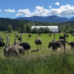 Universal Ostrich Farm