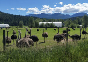 Hell-scape of Canada: RCMP, CFIA Supreme Court, Government of Canada. Pets, Land Ownership, Farmers, Immunity Research & Child Predicators