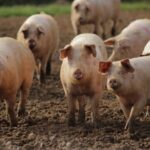 Genetically modified Pork Canada