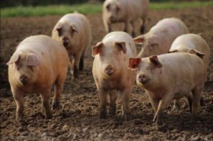 Canada: Genetically Modified Pork to Hit Stores Without Labelling